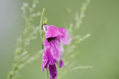 Gladiolus tenuis
