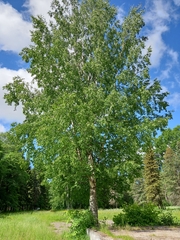 Betula pendula