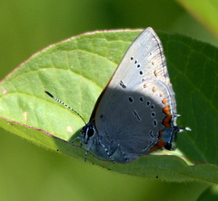 Satyrium acadica