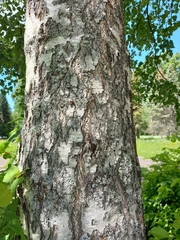 Betula pendula