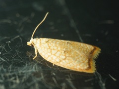 Acleris forsskaleana