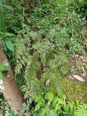 Davallia divaricata