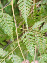 Davallia divaricata