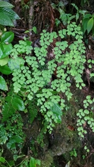 Adiantum andicola