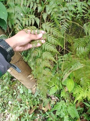 Davallia divaricata