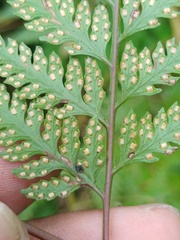 Davallia divaricata