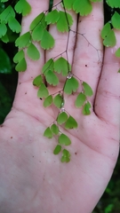 Adiantum andicola