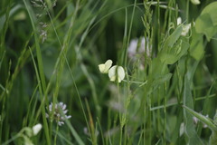 Lathyrus aphaca