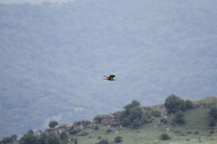 Buteo rufinus
