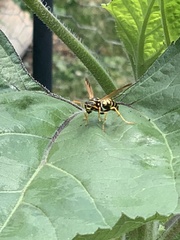 Polistes dominula
