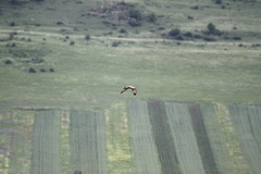 Buteo rufinus