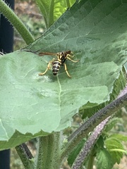 Polistes dominula