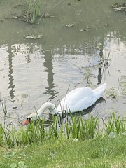 Cygnus olor