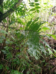 Microsorum membranifolium