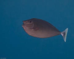 Naso brevirostris