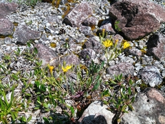 Chondrilla chondrilloides
