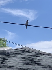 Passer domesticus