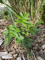 Rubus illecebrosus