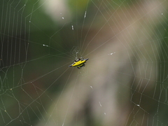 Gasteracantha transversa