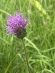 Cirsium tuberosum