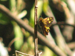 Metisella metis paris