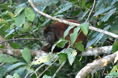 Alouatta sara