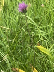 Cirsium tuberosum