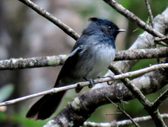 Trochocercus cyanomelas cyanomelas