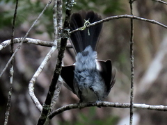 Trochocercus cyanomelas cyanomelas
