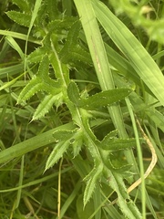 Cirsium tuberosum