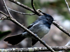Trochocercus cyanomelas cyanomelas