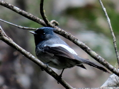 Trochocercus cyanomelas cyanomelas