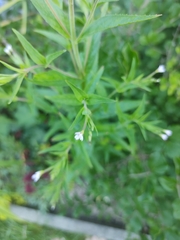 Epilobium