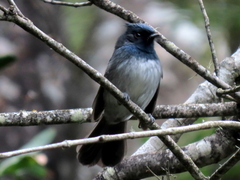 Trochocercus cyanomelas cyanomelas