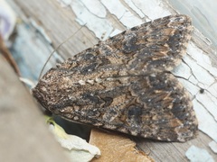 Anarta trifolii