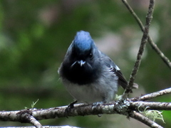 Trochocercus cyanomelas cyanomelas