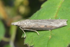 Lamoria