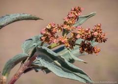 Rumex lacustris