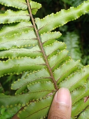 Nephrolepis brownii