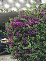 Bougainvillea