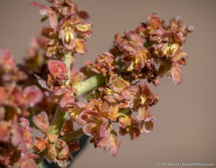 Rumex lacustris