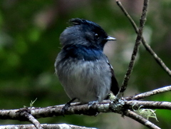 Trochocercus cyanomelas cyanomelas