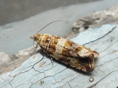Celypha