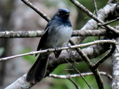 Trochocercus cyanomelas cyanomelas