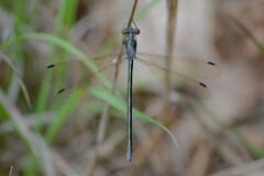 Lestes eurinus