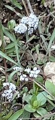 Lomatium linearifolium