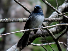 Trochocercus cyanomelas cyanomelas