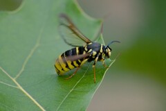 Paranthrene simulans