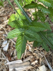 Rubus illecebrosus