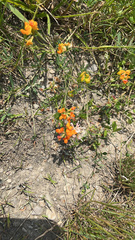 Lotus corniculatus